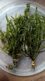 Fontinalis antipyretica - Willow moss