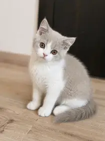 Britské koťátko bicolor lilac s PP