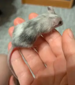 Prodám mláďata myší