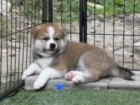 Akita s PP