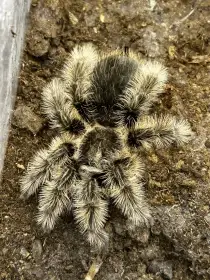 Tliltocatl albopilosus Nicaragua 1. svlek