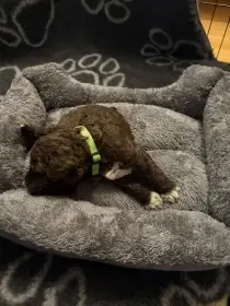 Lagotto Romagnolo - štěňátka s PP
