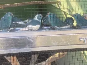 Kakariki modrý a modrá straka