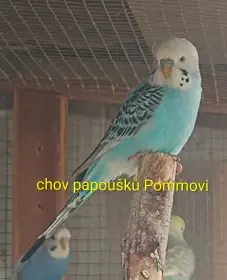 Andulka - samečci na ochočení i do chovu