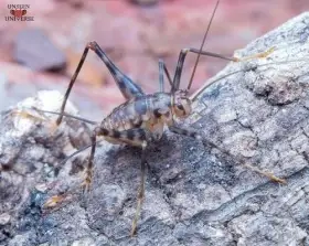 Hobby Cvrčci (2 zajímavé a jedinečné Druhy.)