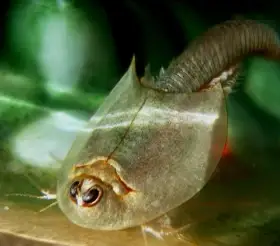 Listonozi - Triops Longicaudatus, Triops Granarius