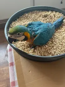 Ara ararauna