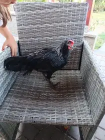 Prodám