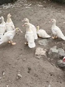 Prodej káčat