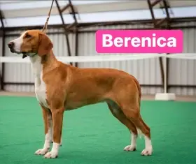 Matka vrhu Berenica