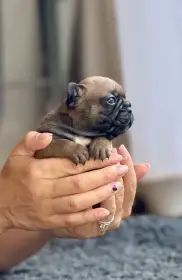 Štěňátka Francouzského Bulkočka