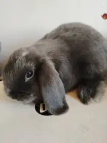 Nabízím samičku zakrslého beránka minilopa