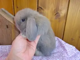 Minilop mláďátka