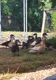 Mandarinská kachnička - letošní kačeři a páry