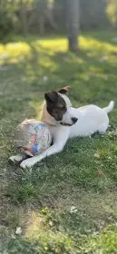 Štěně Charlie
