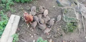 Prodám kuřata perličky