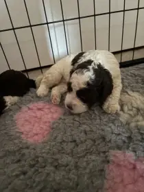 Lagotto Romagnolo - štěňátko