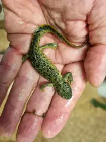 Žebrovník Pleurodeles nebulosus a P. waltl
