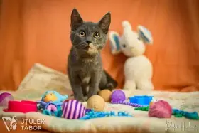 Toy k adopci