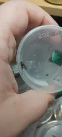 Phidippus Regius Everglades