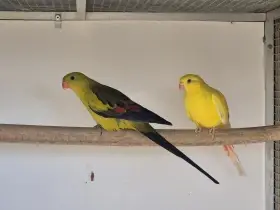 Přírodní/INO x lutino