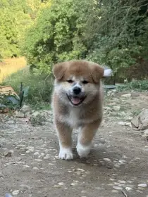 Akita s PP