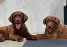 Chesapeake bay retrívr(jako hnědý labrador-retriever) s PP