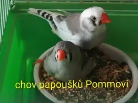 Zebřička pestrá - 2 samičky
