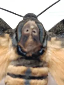 Acherontia styx