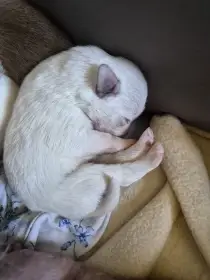 Štěňata