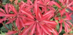 Pieris Mountain fire