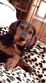 V dobrých rukou