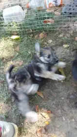 Štěňátka kříženci