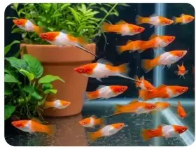 Mečovka koi kohaku (xyphophorus helleri koi kohaku)
