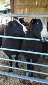 Berani zwartbles
