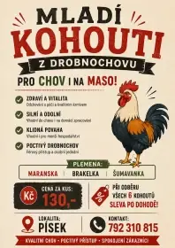 Prodám mladé kohouty