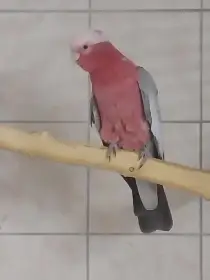 Prodám kakadu růžový