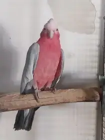 Prodám kakadu růžový