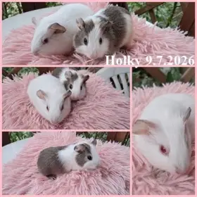 Morčecí holčičky k odběru