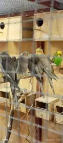Korela