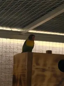 Agapornis Škraboškový