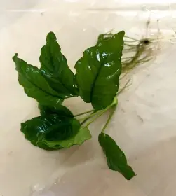 Akvarijní rostliny - směs