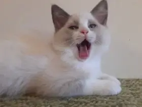 Kocourek po rodičích plemene Ragdoll