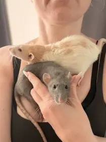 Daruji dvě potkaní slečny
