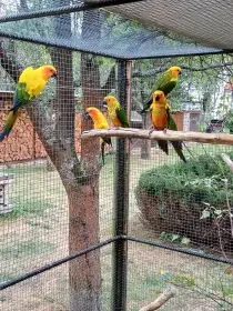 Aratinga slunecni