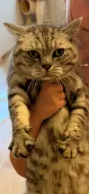 Britský kocour Whiskas fešák hledá nový "bejvák"