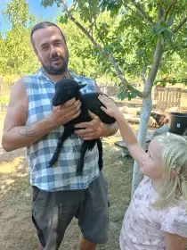 Prodam letosni jehnicky