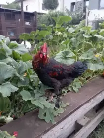 Kohout Marans