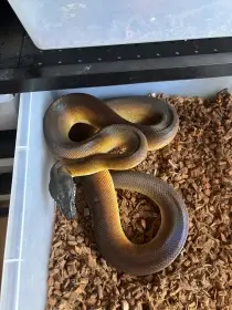 Prodám Leiopython albertisii,meridionalis,Morelia viridis aru,candoia,ridley