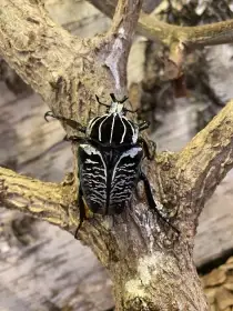 Goliathus albosignatus kirkianus